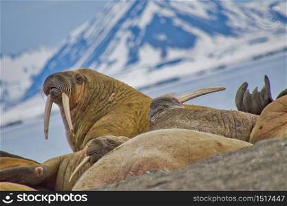 Resting Walrus, Odobenus rosmarus, Arctic, Svalbard, Norway, Europe