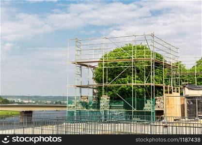 Restoration and shaping of old tree in european city. Plant in scaffolding, people care about nature. Restoration and shaping of tree in european city