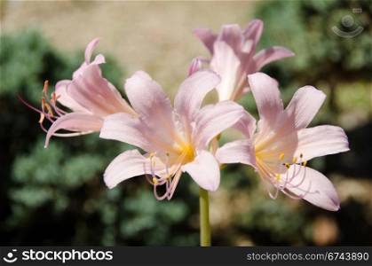 Resurrection lily, Lycoris squamigera. Closeup of the flowers of the Resurrection lily, Lycoris squamigera (kitsune no kamisori in japanese)