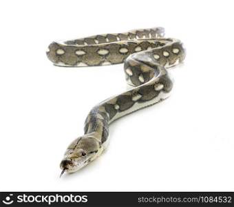 Reticulated python in front of white background