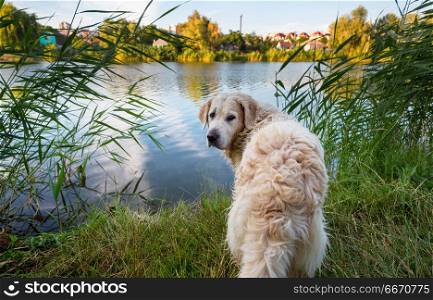 Retriever. Dog in the winter forest