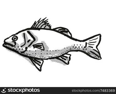 Retro cartoon style drawing of a Australian Bass , a native Australian marine life species viewed from side on isolated white background done in black and white. Australian Bass Fish Cartoon Retro Drawing