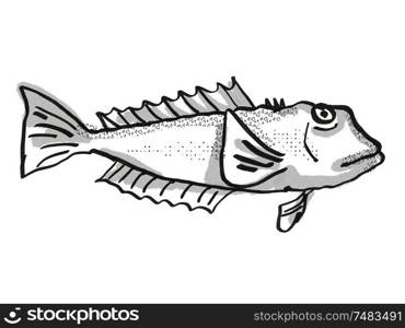 Retro cartoon style drawing of a blue cod , a native New Zealand marine life species viewed from side on isolated white background done in black and white. Blue Cod New Zealand Fish Cartoon Retro Drawing