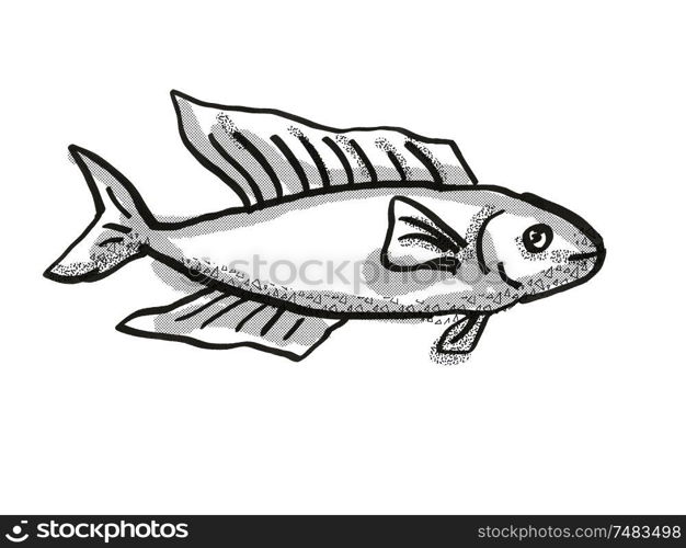 Retro cartoon style drawing of a Butterfish or Odax Pullus , a native New Zealand marine life species viewed from side on isolated white background done in black and white. Butterfish New Zealand Fish Cartoon Retro Drawing