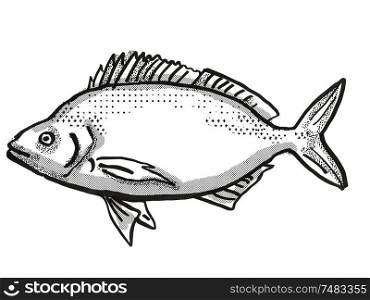Retro cartoon style drawing of a Jackass Morwong, a native Australian marine life species viewed from side on isolated white background done in black and white. Jackass Morwong Australian Fish Cartoon Retro Drawing