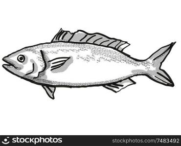 Retro cartoon style drawing of a kahawai , a native New Zealand marine life species viewed from side on isolated white background done in black and white. Kahawai New Zealand Fish Cartoon Retro Drawing