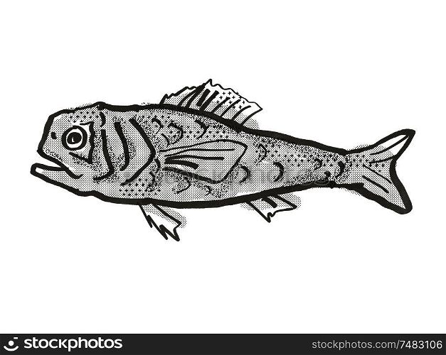 Retro cartoon style drawing of a Shoulderspine Bigscale fish , a native Australian marine life species viewed from side on isolated white background done in black and white.. Shoulderspine Bigscale Australian Fish Cartoon Retro Drawing