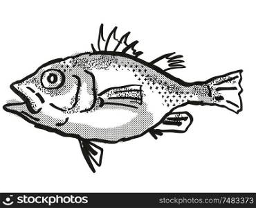 Retro cartoon style drawing of a Spinycheek Seabass , a native Australian marine life species viewed from side on isolated white background done in black and white.. Spinycheek Seabass Australian Fish Cartoon Retro Drawing