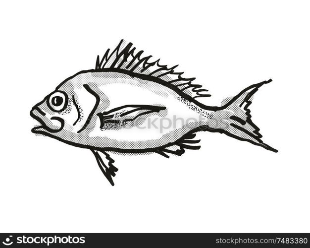 Retro cartoon style drawing of a Western Orange Perch , a native Australian marine life species viewed from side on isolated white background done in black and white.. Western Orange Perch Australian Fish Cartoon Retro Drawing