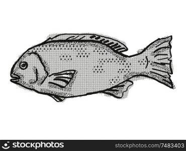 Retro cartoon style drawing of a Western Rock Blackfish , a native Australian marine life fish species viewed from side on isolated white background done in black and white.. Western Rock Blackfish Australian Fish Cartoon Retro Drawing