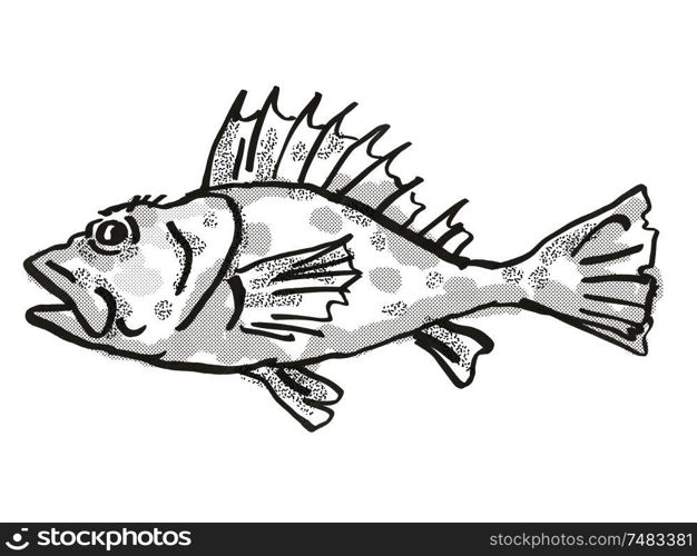 Retro cartoon style drawing of a Western Scorpionfish , a native Australian marine life species viewed from side on isolated white background done in black and white.. Western Scorpionfish Australian Fish Cartoon Retro Drawing