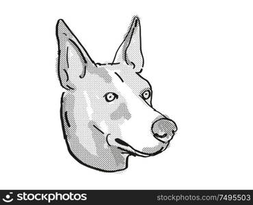 Retro cartoon style drawing of head of a Basenji dog , a domestic dog or canine breed on isolated white background done in black and white.. Basenji Dog Breed Cartoon Retro Drawing