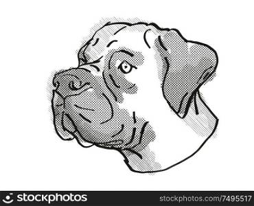 Retro cartoon style drawing of head of a Boerboel , a domestic dog or canine breed on isolated white background done in black and white.. Boerboel Dog Breed Cartoon Retro Drawing