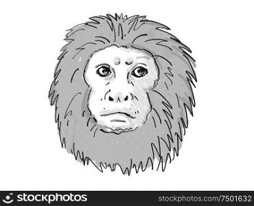 Retro cartoon style drawing of head of a Golden Lion Tamarin or Leontopithecus Rosalia , an endangered wildlife species on isolated white background done in black and white.. Golden Lion Tamarin or Leontopithecus Rosalia Endangered Wildlife Cartoon Retro Drawing