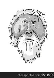 Retro cartoon style drawing of head of an Tapanuli Orang-utan or Pongo Tapanuliensis , an endangered wildlife species on isolated white background done in black and white.. Tapanuli Orang-utan or Pongo Tapanuliensis Endangered Wildlife Cartoon Retro Drawing