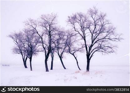 Retro style image of snowy trees at the park