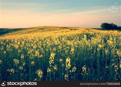 Retro style image of spring yellow field