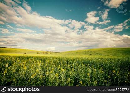Retro style photo of beautiful summer field at sunny day