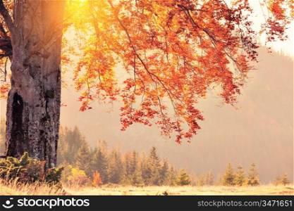 Retro style photo of fall colors tree at sunny day