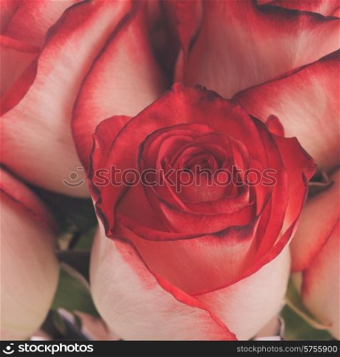 Retro toned roses in close up as a background