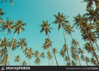 Retro toned tropical palms at clear sunny day
