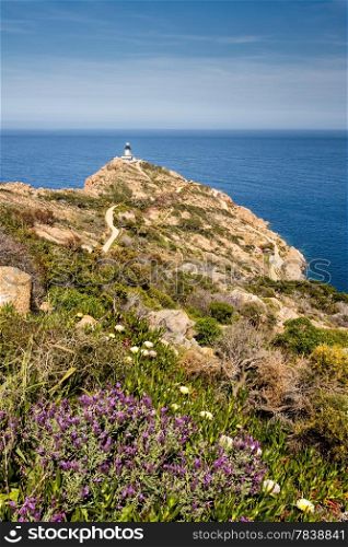 Revellata lighthouse with flowers and maquis near Calvi in the Balagne region of Corsica