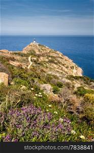 Revellata lighthouse with flowers and maquis near Calvi in the Balagne region of Corsica