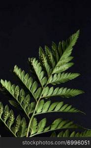 Reverse side of green fern with spores on a black background with copy space. Foliage layout. Beautiful green leaf of a fern around a dark background with copy space. Natural layout