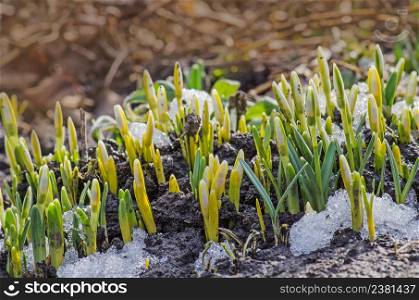 Revival of spring flower with bud. Awakening of nature. Snowdrops first flowers. Snowdrop green sprout with ice and snow