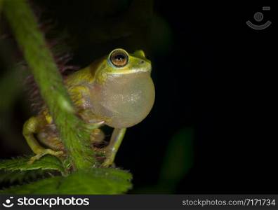 Rhacophorus Beddomi, Frog, Kerala, India