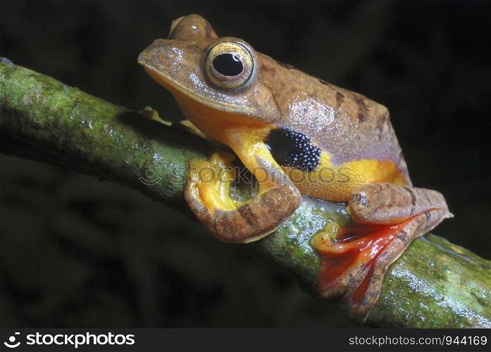 Rhacophorus cf rhodogaster. A species of Gliding frog.Inhabiting the rich evergreen forests of West Kameng district of Arunachal Pradesh. India.