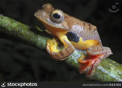 Rhacophorus cf rhodogaster. A species of Gliding frog.Inhabiting the rich evergreen forests of West Kameng district of Arunachal Pradesh. India.