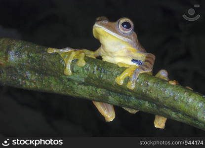 Rhacophorus cf rhodogaster, A species of Gliding frog.Inhabiting the rich evergreen forests of West Kameng district of Arunachal Pradesh. India.