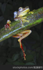 Rhacophorus cf rhodogaster-mating. A species of Gliding frog. Arunachal Pradesh. India.