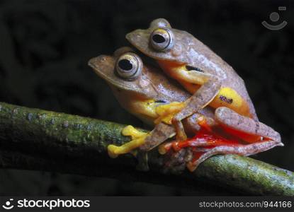Rhacophorus cf rhodogaster-mating. A species of Gliding frog. Arunachal Pradesh. India.