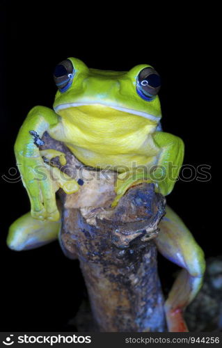 Rhacophorus maximus. a large sized gliding frog found in a puddle of water in the lowland evergreen forests of Arunachal Pradesh. India