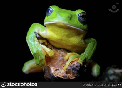 Rhacophorus maximus. a large sized gliding frog found in a puddle of water in the lowland evergreen forests of Arunachal Pradesh. India