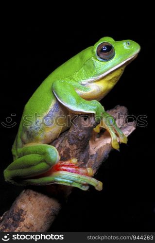 Rhacophorus maximus. a large sized gliding frog found in a puddle of water in the lowland evergreen forests of Arunachal Pradesh. India