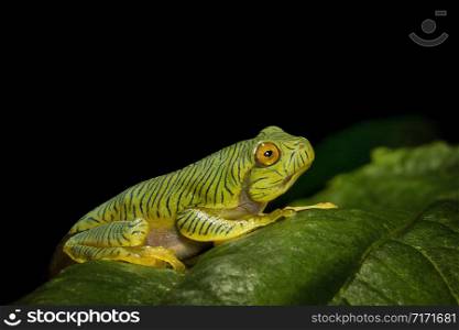 Rhacophorus pseudomalabaricus type of flying frog endemic to the Anaimalai Hills of Tamil Nadu and Kerala states, India.