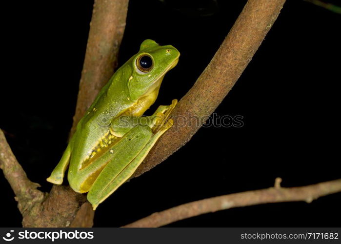 Rhacophorus pseudomalabaricus type of flying frog endemic to the Anaimalai Hills of Tamil Nadu and Kerala states, India.