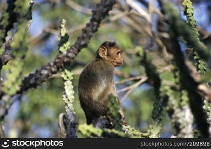 Rhesus Macaque at Borivali National Park, Mumbai