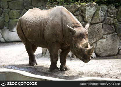 Rhino