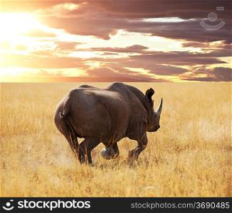 rhino and antelope Gny in Etosha Park