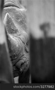 Rhino at Kenya Wildlife Orphans Project
