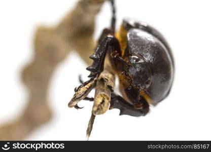 Rhino beetle (Dynastinae) isolated on white background