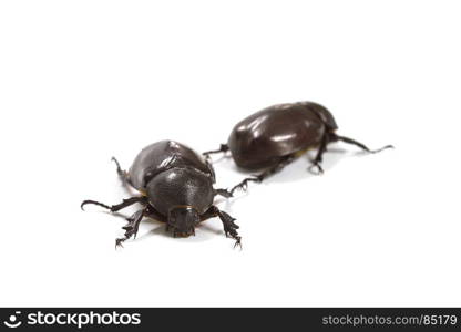 Rhino beetle (Dynastinae) isolated on white background