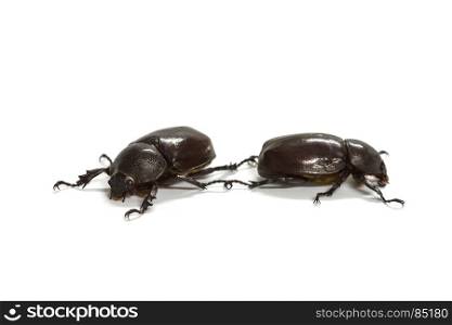 Rhino beetle (Dynastinae) isolated on white background