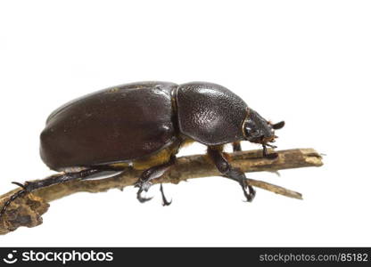 Rhino beetle (Dynastinae) isolated on white background