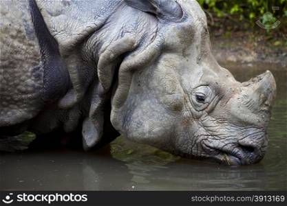 Rhino drinking in lake, Rhinoceros unicornis