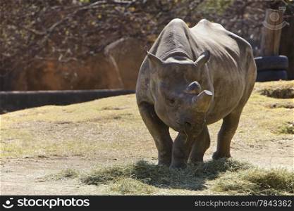 Rhino, endanger animal, South Africa